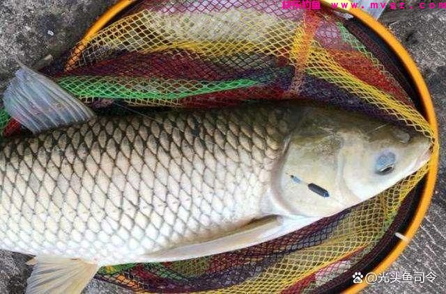 走水的河道，钓草鱼打窝的2种方式，可以做个参考