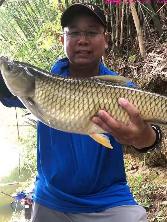 夏季野钓草鱼攻略，三个水层同时钓，一条就能爆护
