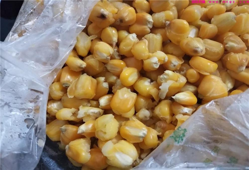 清明节前后钓草鱼，选对窝料是关键，老玉米加一物，专攻大草鱼