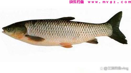 学会这些方法，钓草鱼也不难