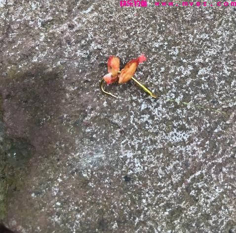 钓法在民间：钓鱼只需一包秘制谷子，鲤鱼、