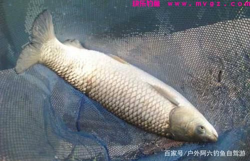 秋季野钓大草鱼，必须搞明白这4个技巧