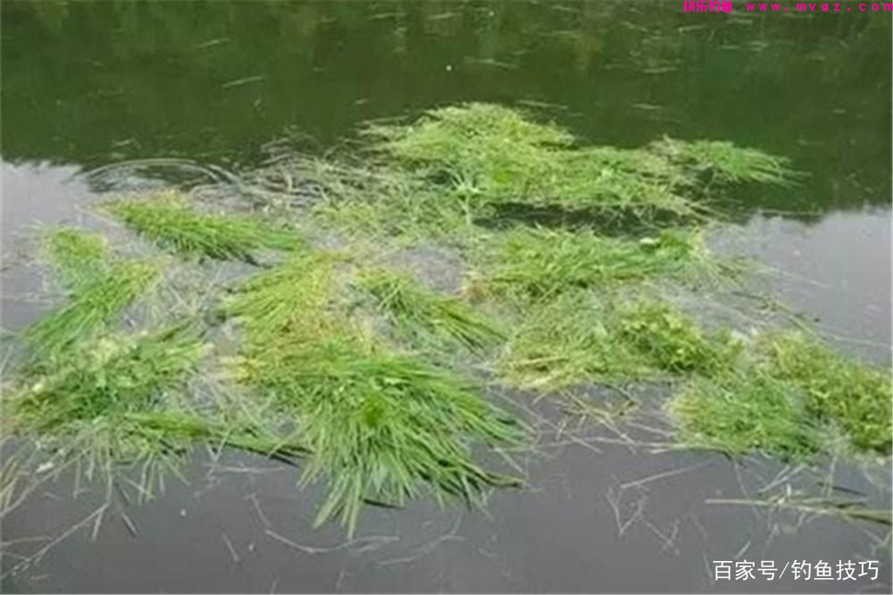 夏季草鱼的4种垂钓方法，草鱼喜暖怕寒，夏季是垂钓的黄金季节！