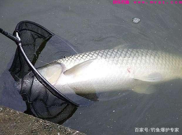 钓草鱼的方法和技巧（高手推荐）