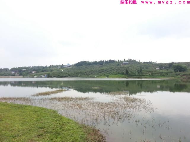 网友提问草鱼怎么钓？我提供四种钓法，尤其