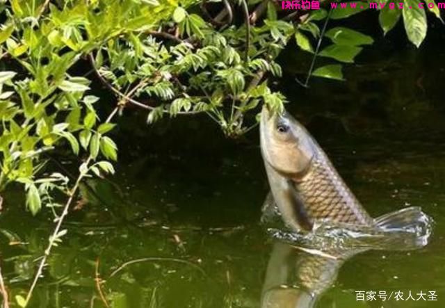 野钓草鱼的方法和技巧