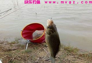 不同水况的打窝技巧和打窝方式