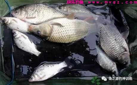 夏季钓鲤鱼，钓深还是钓浅有3个原则