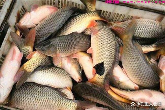 黑坑钓鲤鱼怎么样才能比别人钓的更多？这6
