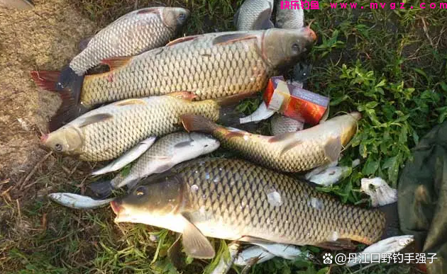 夏钓鲤鱼，这三款饵料效果比商品饵好的多，