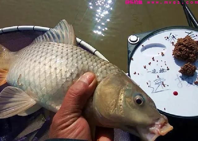 野钓大鲤鱼，记住3个爆护“秘诀”，大鲤鱼