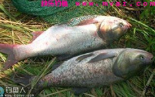 化氏秘籍之手竿钓鲢鳙技巧与饵料配方