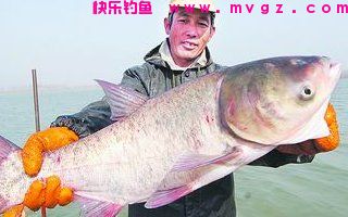 夏天钓鲢鳙的四款饵料和垂钓技巧