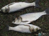 高手分享自制钓鲢鳙的经典饵料秘方