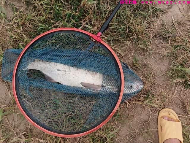 夏季钓鲢鳙全攻略，拉力过瘾，钓法简单