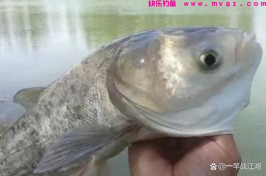 手竿钓鲢鳙如何找水层？
