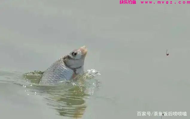 夏钓鲢鳙，这3个点，你注意到了吗？