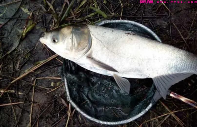 水库浮钓鲢鳙，如何诱鱼很关键！窝子做好了“爆护”更容易