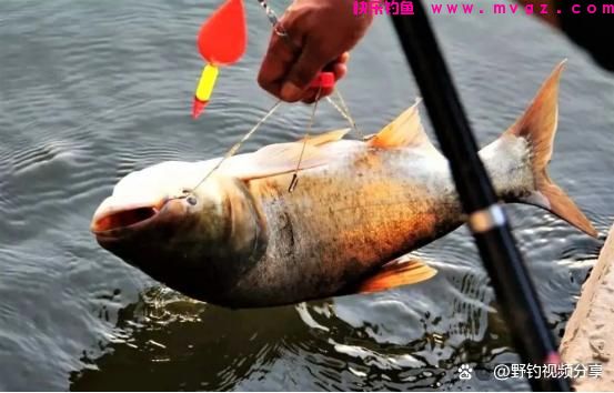 夏季手竿钓鲢鳙，教你3个“连竿秘诀”，学会了不愁大鱼不上钩