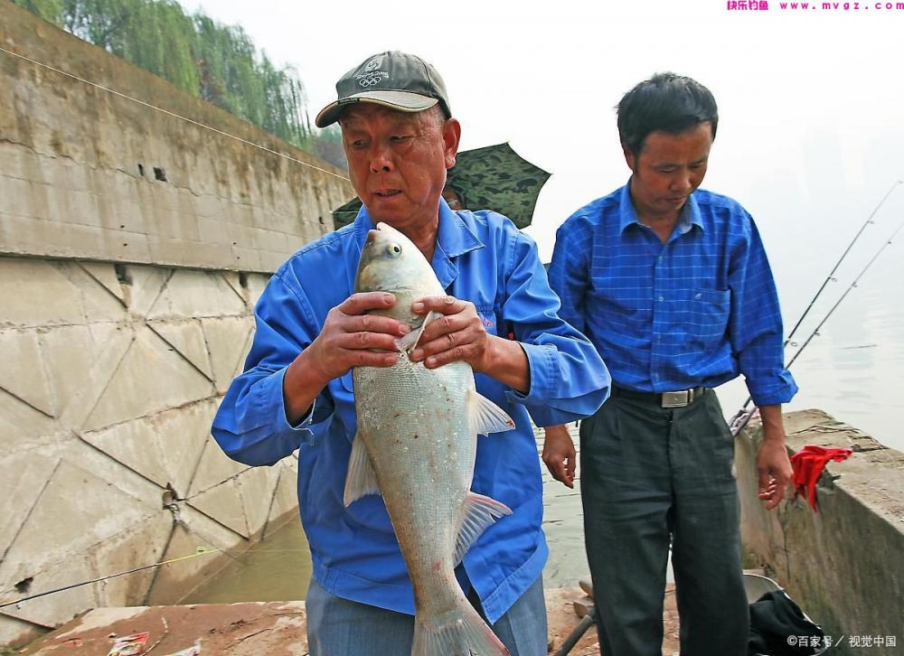 夏季钓草鱼和鲢鳙怎么钓？值得学习