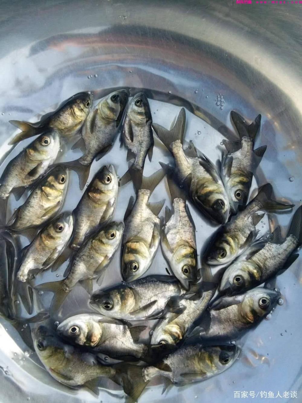 夏天学会这些钓鲢鳙的技巧，像邓刚老师一样到处“盘老板”