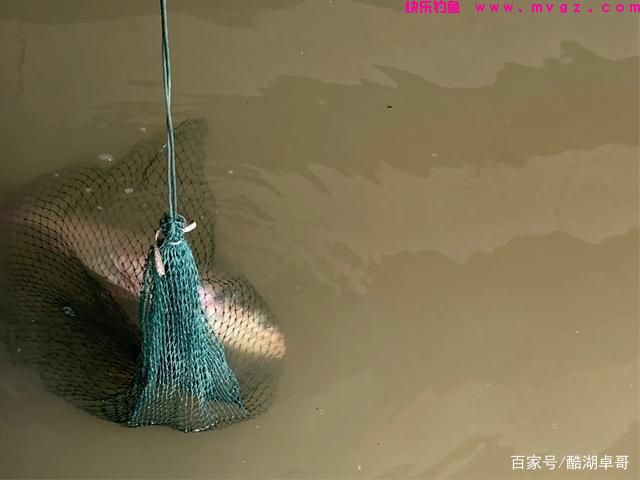 手竿钓鲢鳙，如何才可以提高正口率，这个方法很容易掌握