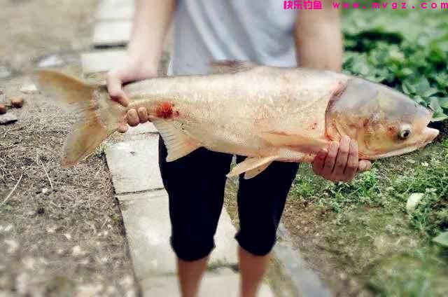 夏季鲢鳙很好钓，学会这些方法，鲢鳙连竿上，渔获差不了