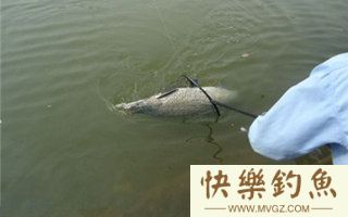 手竿钓青鱼的钓具选择与遛鱼技巧