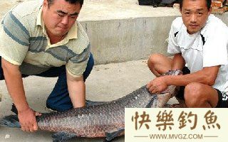 用螺蛳手竿钓青鱼的技巧全解析