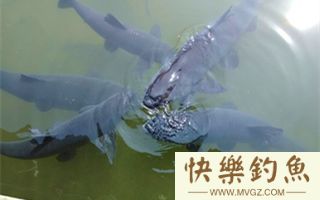 夏天钓青鱼的选位配置及遛鱼技巧