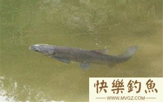 水库夏钓青鱼的选位打窝技巧及钓法