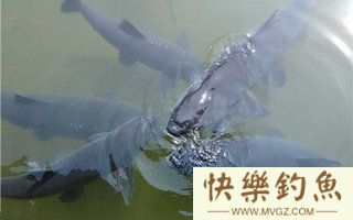 水库钓青鱼的选位打窝技巧及钓法