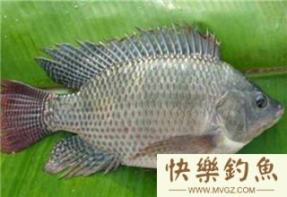 钓罗非有鱼泡却不上鱼的原因分析