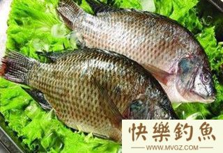 秋钓罗非正当时，6个要点来帮你