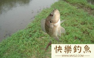 抛竿串钩钓罗非的钓饵钓点选择及钓法