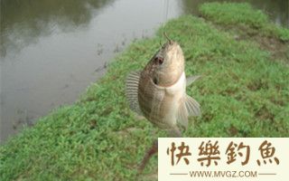 秋季钓罗非鱼的鱼钩饵料选择技巧