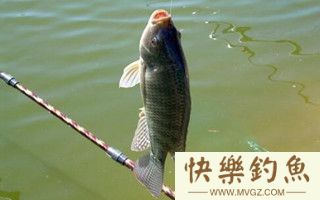 初秋钓罗非鱼的钓具饵料搭配细节