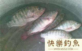 罗非鱼的钓法及钓位选择