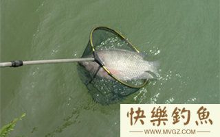 野钓罗非鱼的钓位选择和习性分析