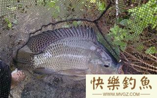 夏天钓罗非鱼的选时选位技巧及钓法要点