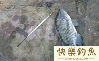 夏钓罗非鱼的选位用饵技巧及习性分析