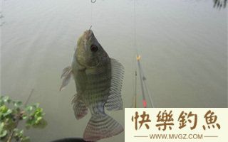 夏季钓鱼避小罗非鱼闹窝的技巧