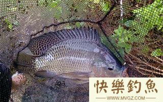 高手分享夏钓鲮鳊罗非鱼的用饵经验