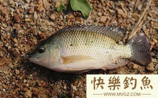 夏钓罗非的选位用饵技巧及钓具配置