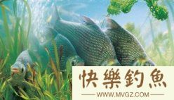 春末夏初（暮春）如何钓鳊鱼的技巧分享