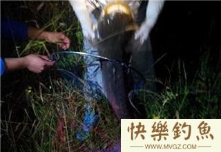初秋夜间垂钓鲶鱼的饵料经验