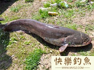 手竿钓鲶鱼与排钓鲶鱼的技巧分享