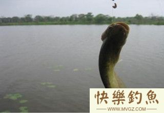 钓鲶鱼不空军的5个方法