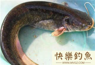 夏钓钓鲶鱼应该用什么饵料与垂钓时机的掌握