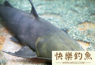 抛竿钓鲶鱼的钓组及钓法大全